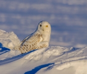 SnowyOwl001